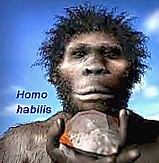 Homo habilis