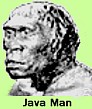 Java man