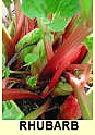 Rhubarb