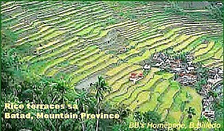 Rice terraces
